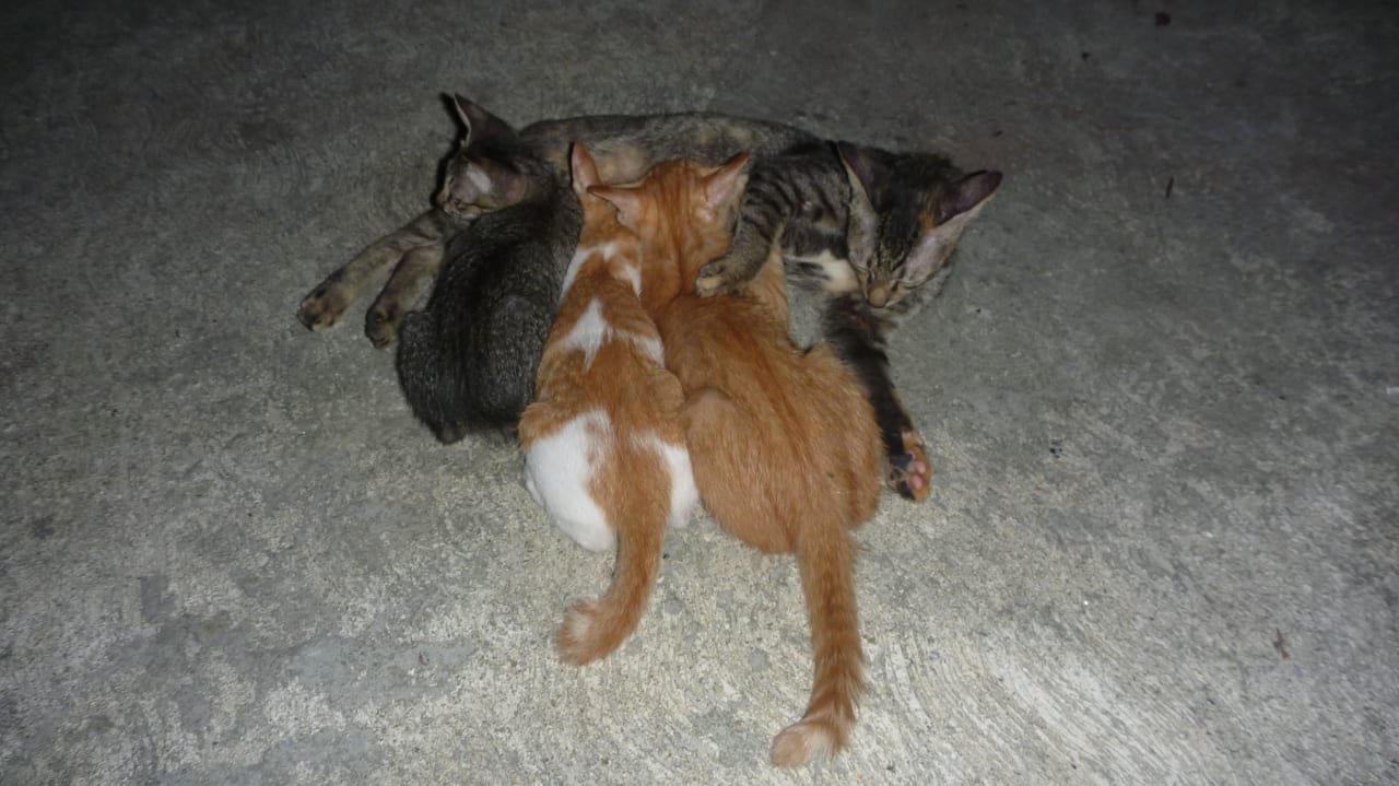 Katzenmama gibt Milch Koh Mook Sivalai Beach Resort