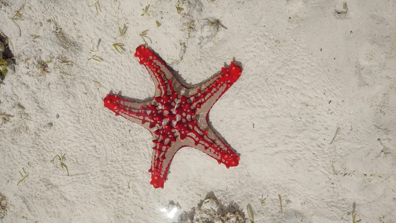 Strand Royal Zanzibar Beach Resort