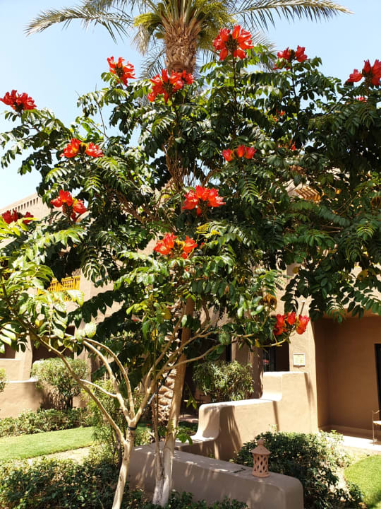 Gartenanlage Pickalbatros Sands Hotel - Port Ghalib