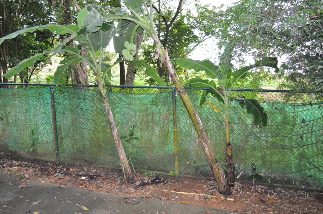 Hotel Khao Lak Merlin Resort Khao Lak Merlin Resort