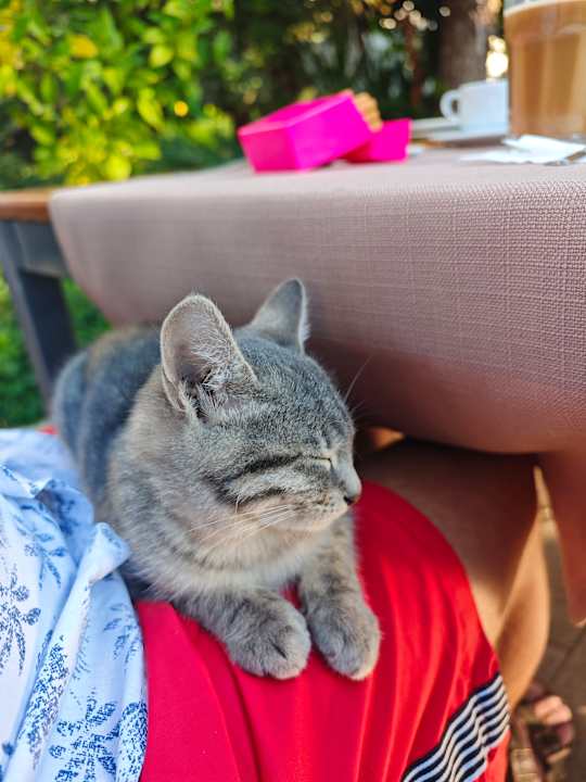 Gartenanlage Hane Family Resort