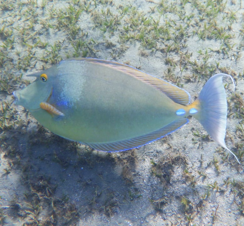 Sport & Freizeit Shams Alam Beach Resort