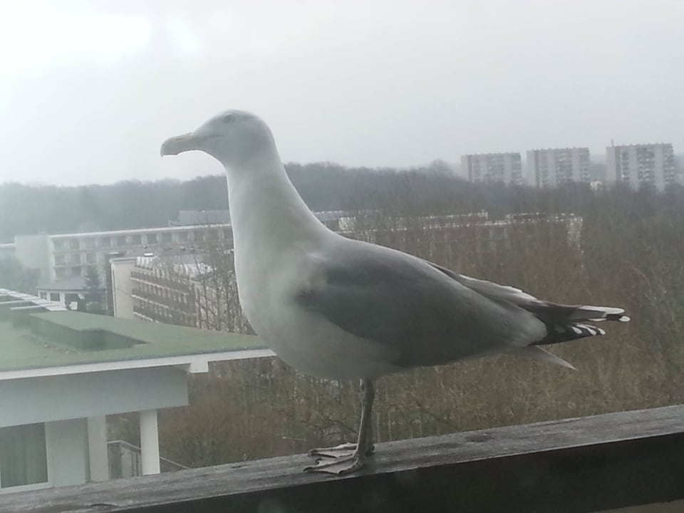 Balkon San Medical SPA