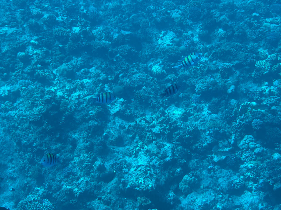Strand Steigenberger Resort Alaya Marsa Alam - Red Sea - Adults only