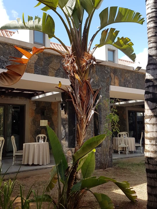Bunte Vogerln beim Frühstück Crystals Beach Resort Belle Mare, a member of Radisson Individuals