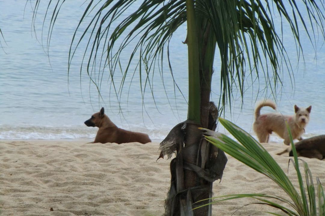 Strand Hotel Maenam Resort