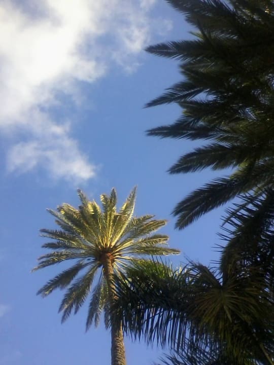 Palmen unter blauem Himmel Hotel Riu Palace Oasis
