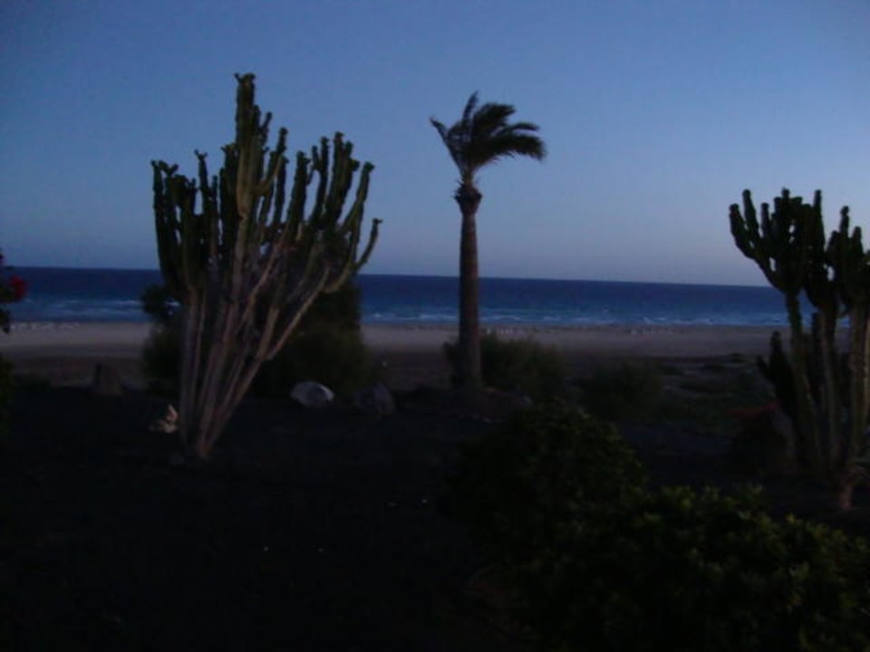 Palmen Iberostar Waves Playa Gaviotas