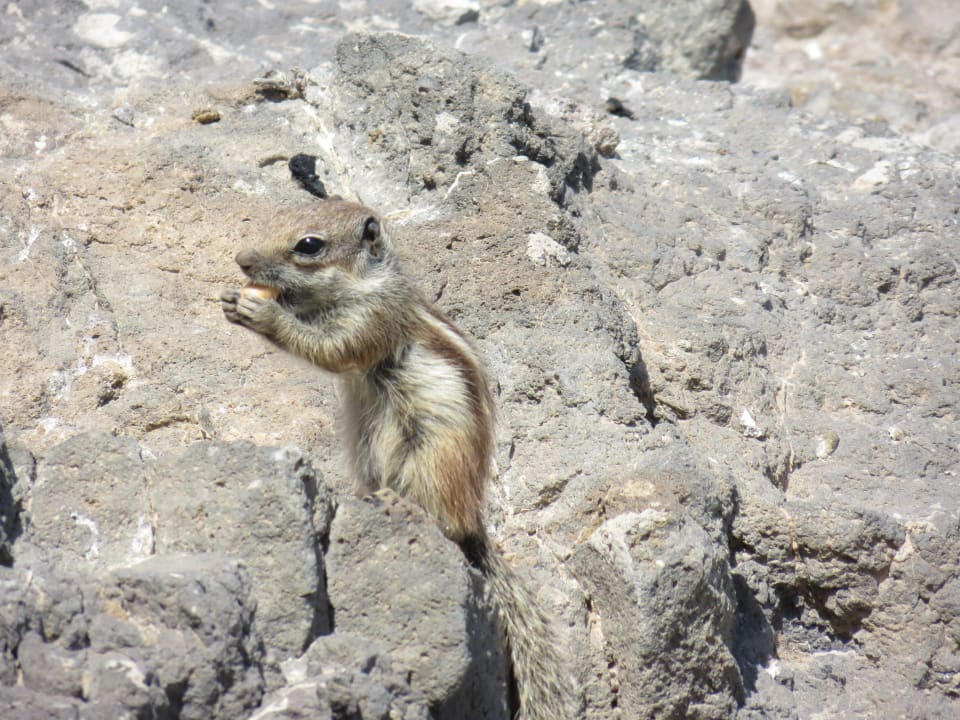 Nette Begleiter - zahme Atlashörnchen R2 Pajara Beach