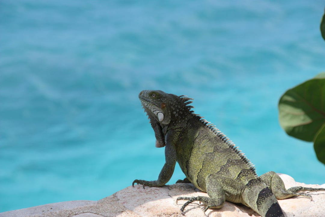 Unser Haustier mit Blick aufs Meer Sun Reef Village on Sea