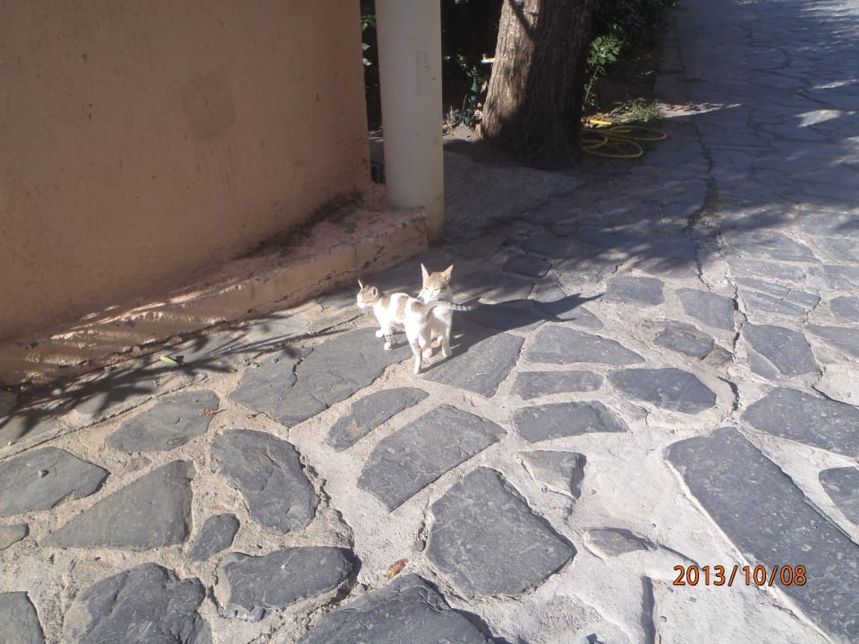 Katzen Calimera Sirens Beach