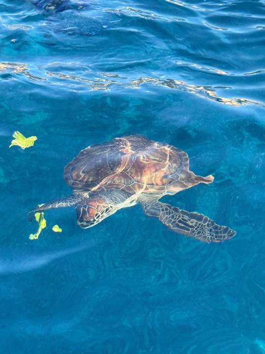 Sonstiges Hotel Grecian Bay