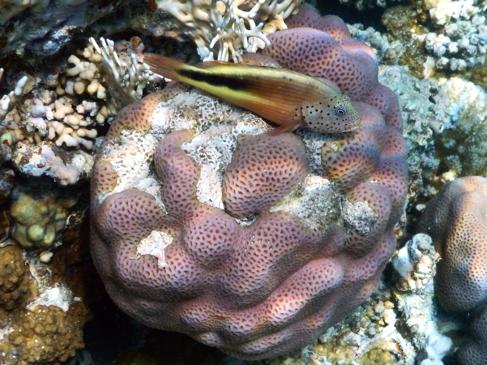 Sport & Freizeit Serenity Alpha Beach