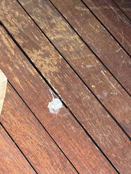 Pool Acanthus Cennet Barut Collection