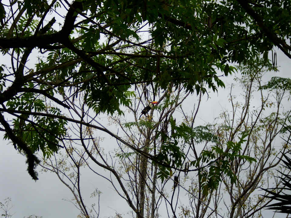 Tucane rasten in den Bäumen direkt am Haus... Hotel Soluna