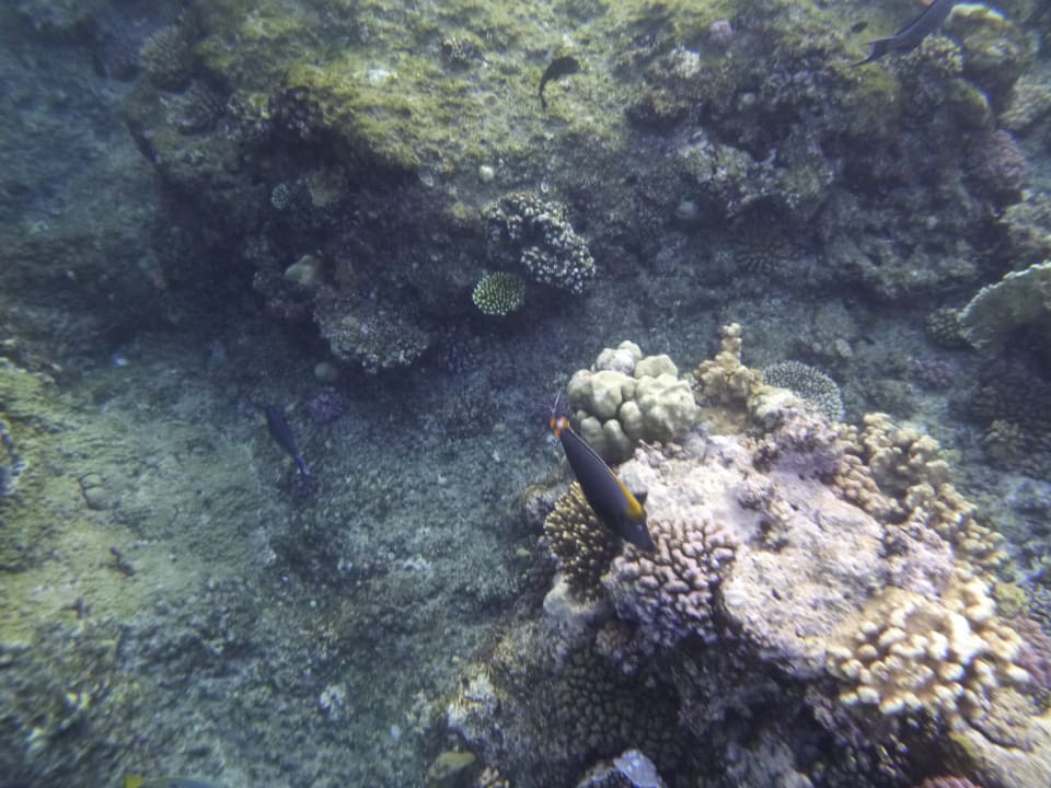 Sport & Freizeit Three Corners Sea Beach Resort