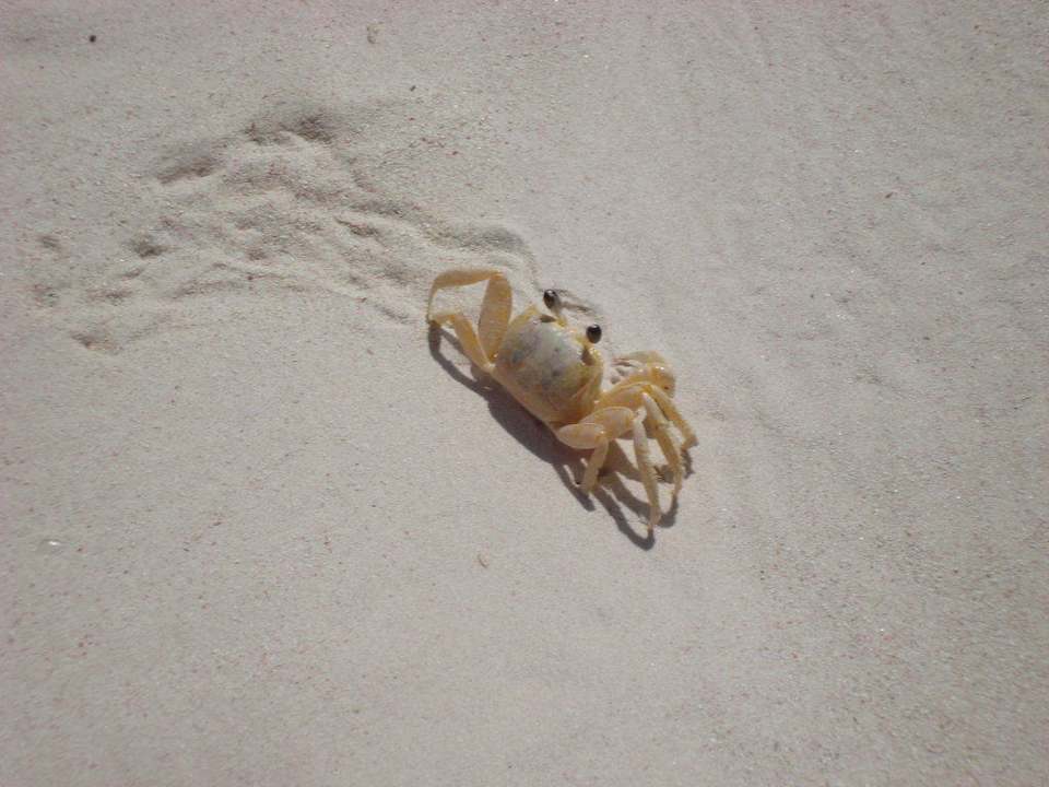 Kleiner Besucher Grand Palladium Select Bávaro Resort & Spa