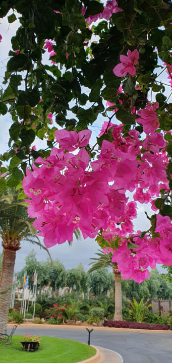 Gartenanlage Anissa Beach & Village