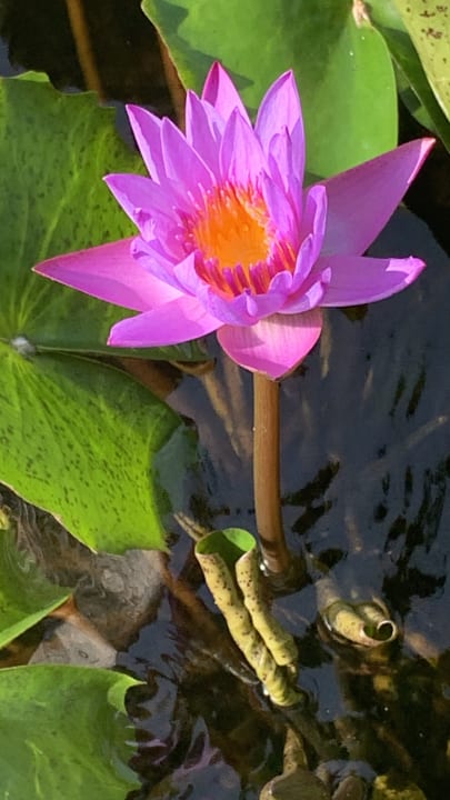 Gartenanlage Siddhalepa Ayurveda Health Resort