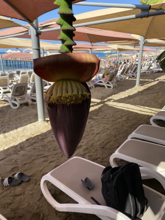 Strand Haydarpasha Palace