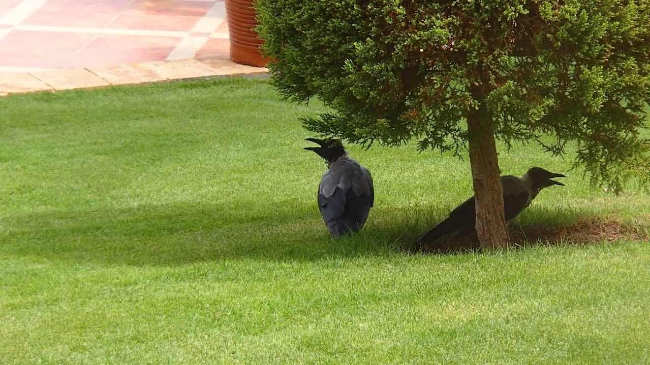 Es ist heiss Pickalbatros Palace Resort