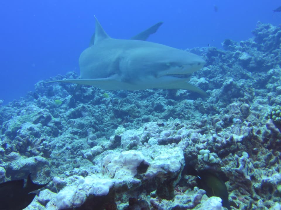 Les Tipaniers Hotel Les Tipaniers