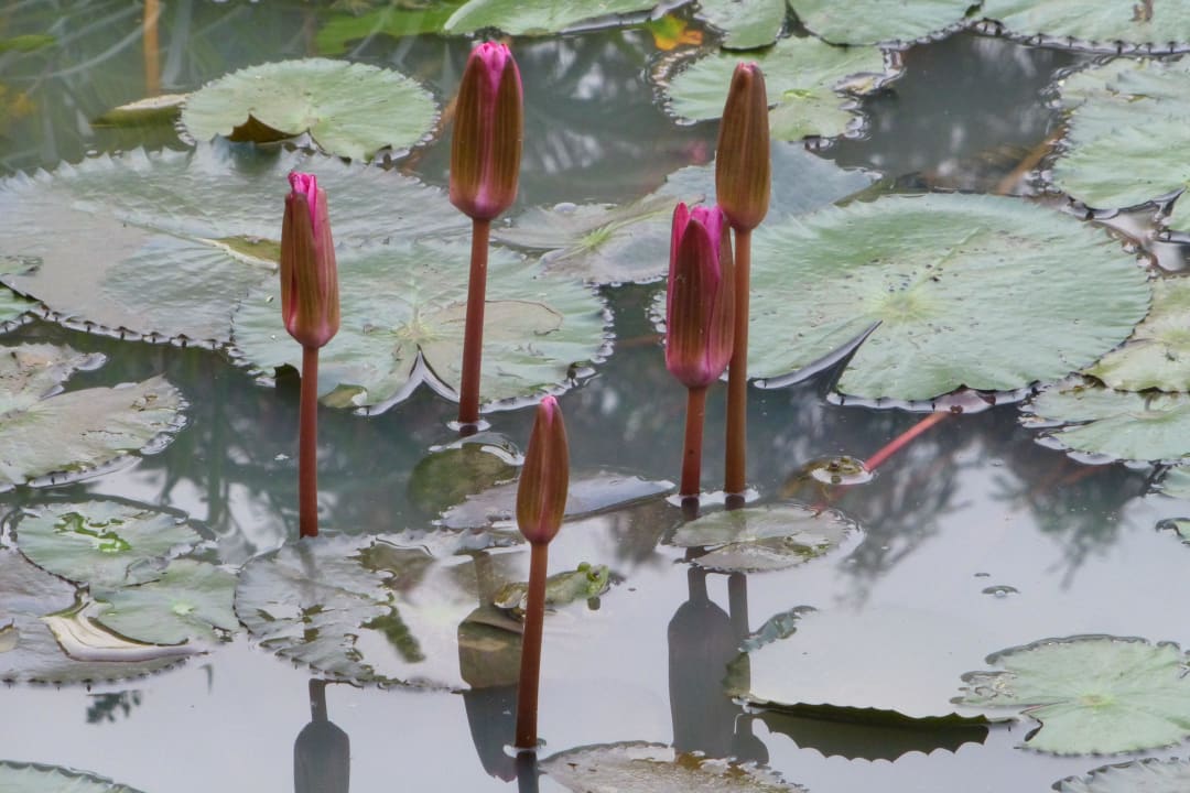 See mit Fröschen und Schildkröten Hibiscus Garden Hotel