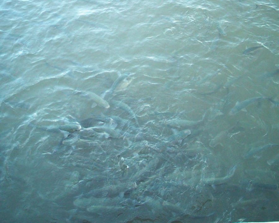 Fische füttern Aparthotel Paraiso De Alcudia