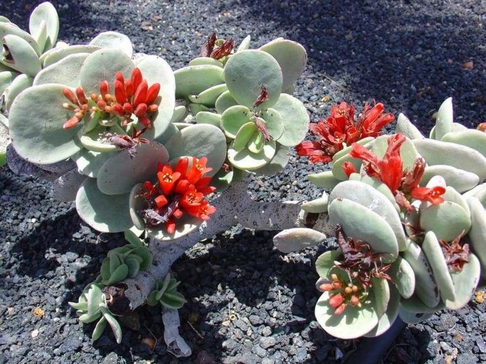 Calimera Playa Blanca SBH Hotel Royal Monica