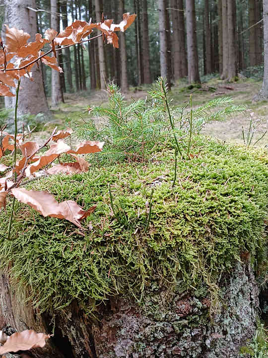 Sport & Freizeit Hotel Almesberger