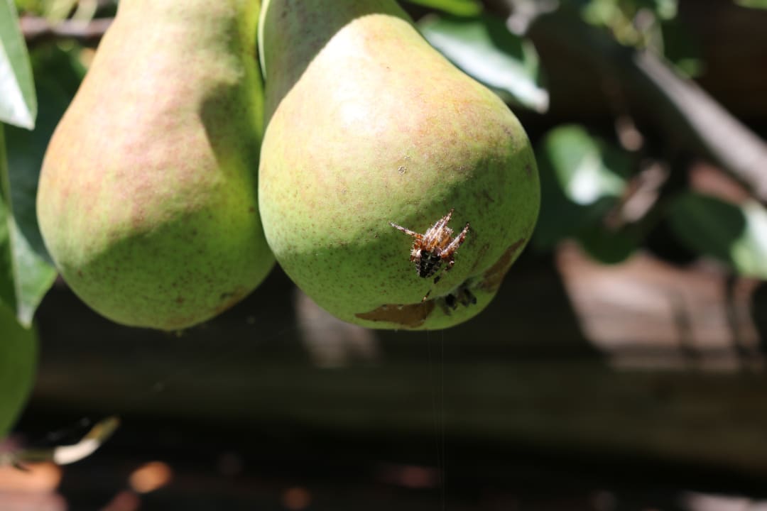 Gartenanlage Hof Riederhäusl