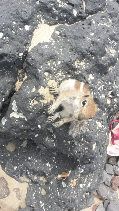 Diese waren am Strand verteilt SBH Club Paraiso Playa