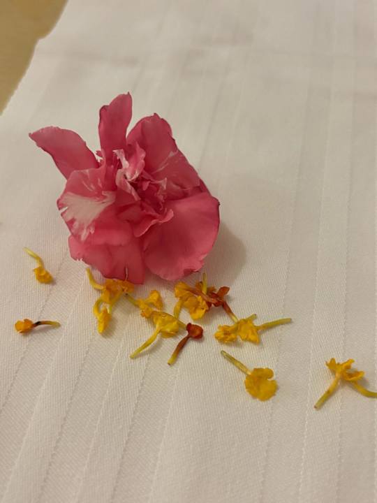 Gastro Iberostar Waves Averroes