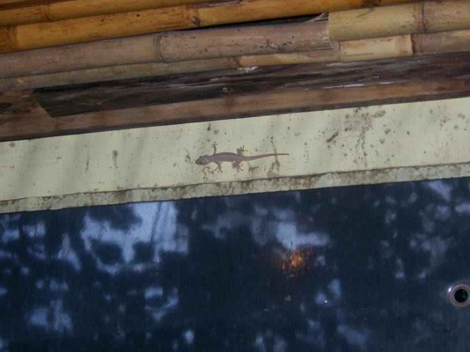 Zimmergenosse Moracea by Khao Lak Resort