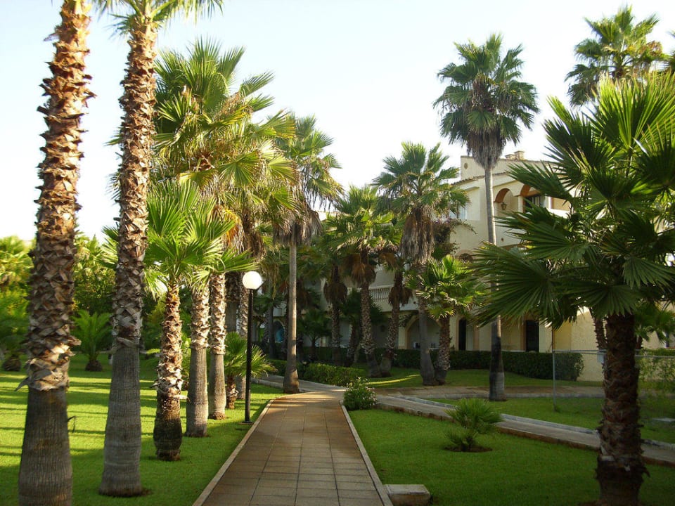 Palmenallee Hipotels Mediterraneo Club