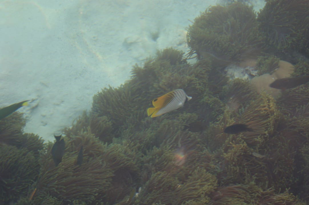 Fische am Bootssteg Summer Island Maldives