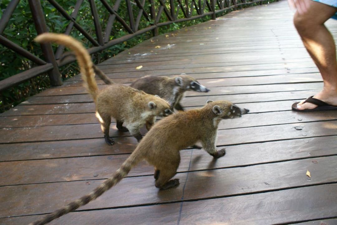 Nasenbaer Iberostar Selection Paraiso Lindo