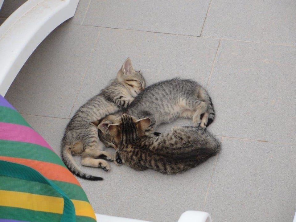 Katzen Hotel El Mouradi Djerba Menzel