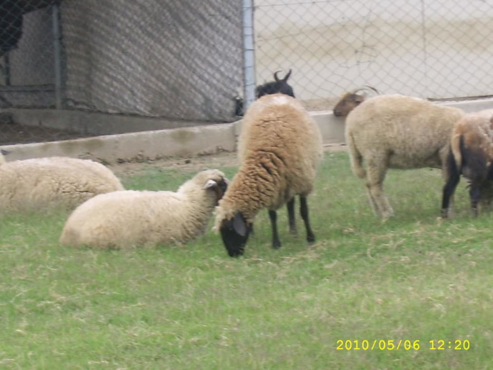 Tierpark Belek Beach Resort Hotel