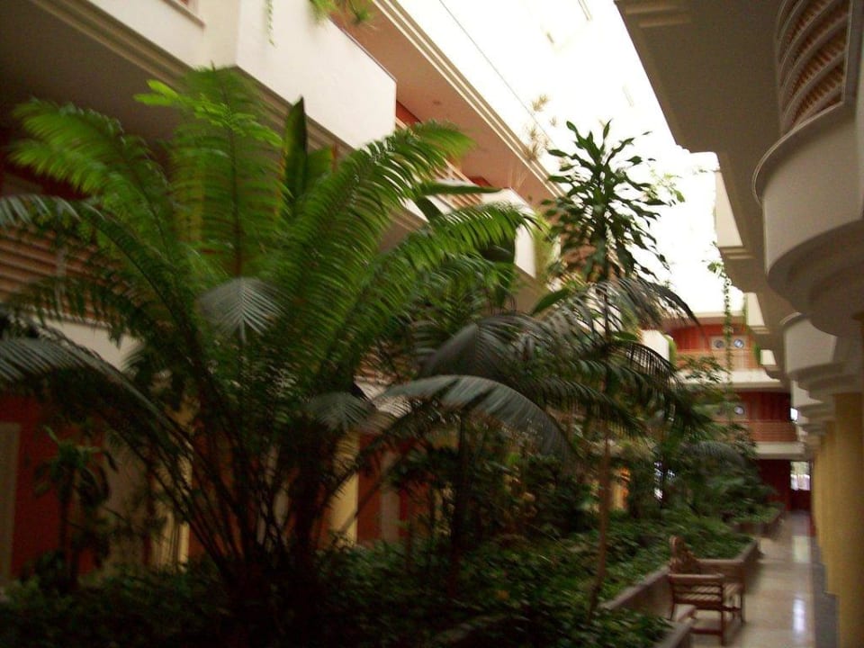 Gepflegter und üppigst bewachsene Deko im Flur Barceló Corralejo Bay - Adults only