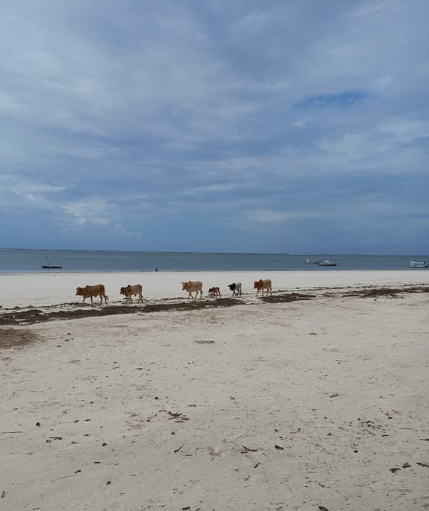 Strand Neptune Village Beach Resort & Spa
