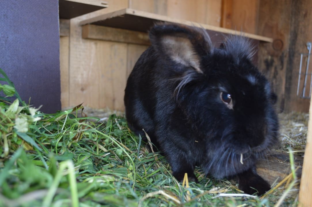 Sonstiges Niedereggerhof - Urlaub auf dem Bauernhof
