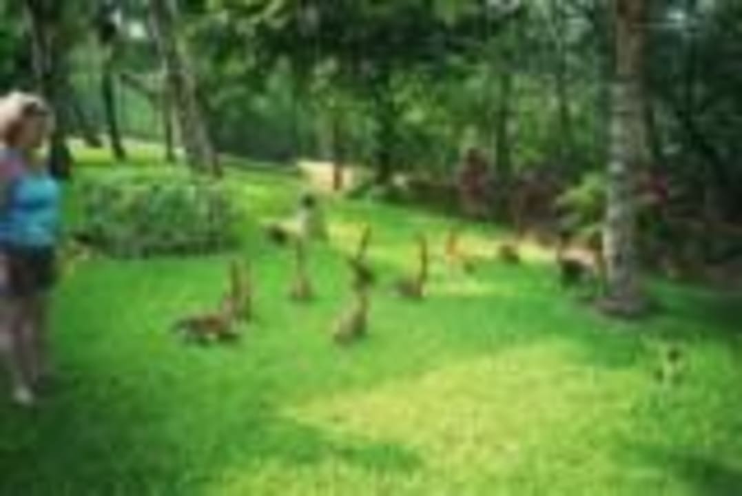 Tierfütterung Hotel Riu Tequila