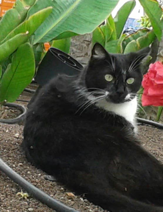 Bestes Kostüm Hotel Riu Oliva Beach - Hotel