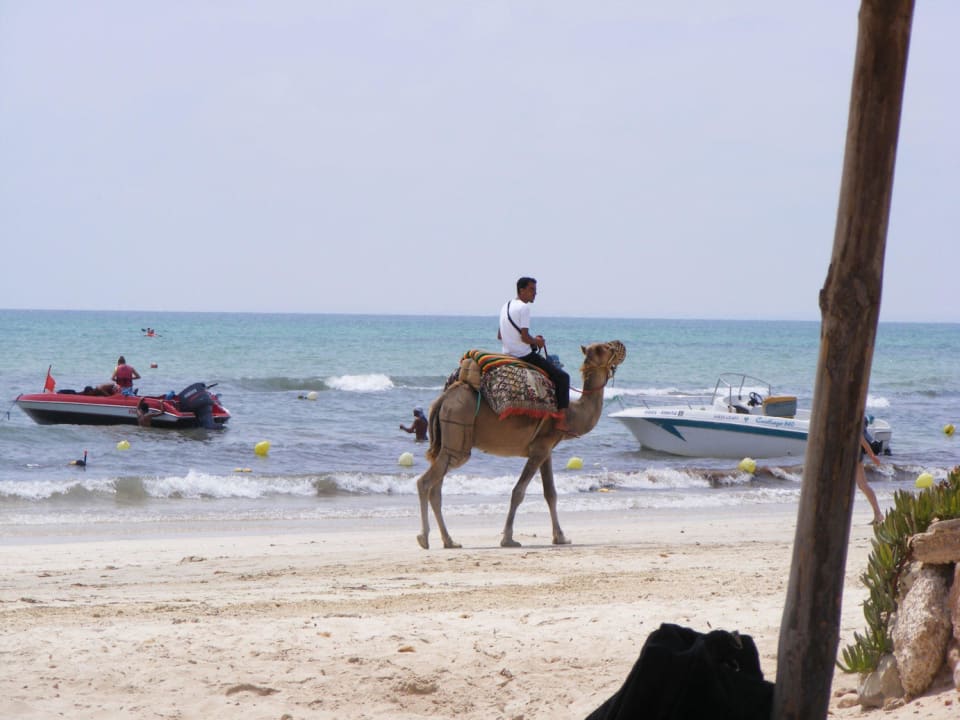 Kamele, Pferde, Quads u.a. "Störenfriede" Djerba Castille