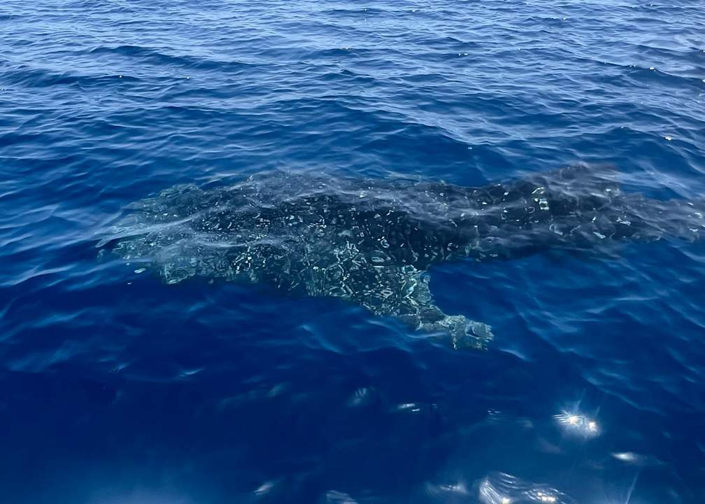 Sonstiges Pickalbatros Citadel Resort