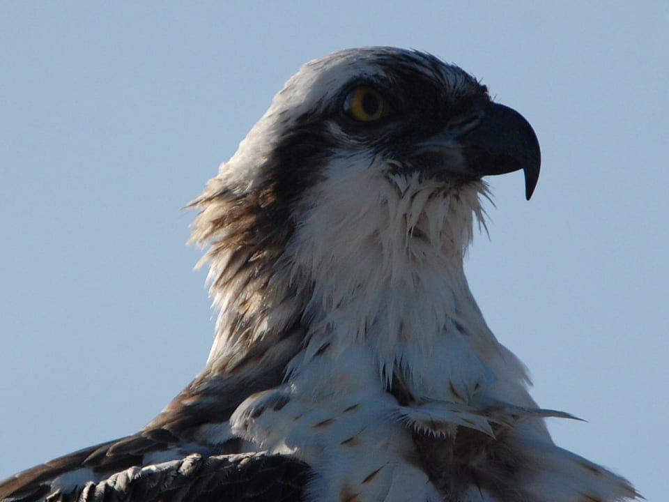 Seeadler Lahami Bay Beach Resort