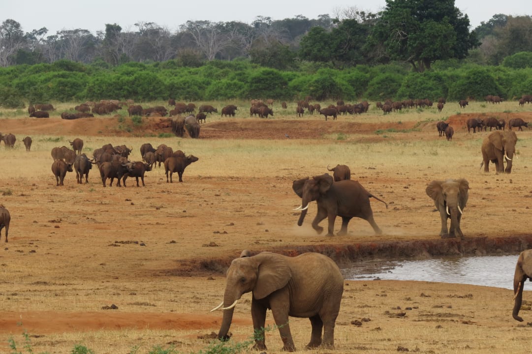 Ausblick Voi Wildlife Lodge