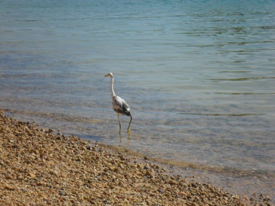 Kleine Besucher Arabia Azur Resort