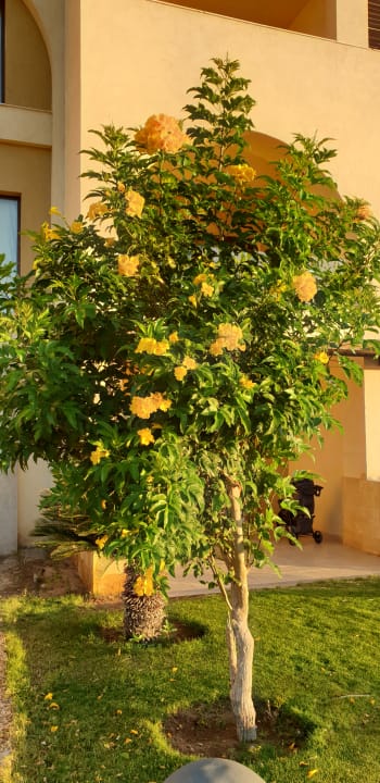 Gartenanlage Mövenpick Waterpark Resort & Spa Soma Bay